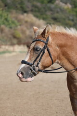 Obraz premium Horse wearing bridle. Horse grassy field. High quality photo