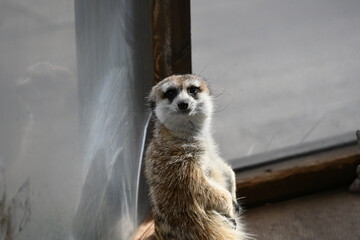 長野県の動物園にいたミーアキャットのカメラ目線