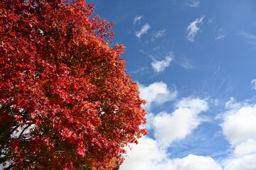 長野県の蓼科湖畔にある紅葉した木と青空の風景