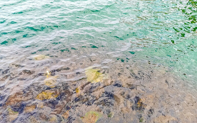 Sea turtle Turtles swim to the water surface in Brazil.
