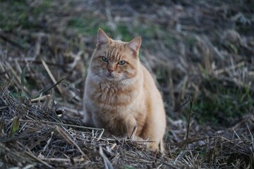 河川から上がってきた猫　秋の夕方　茶トラ