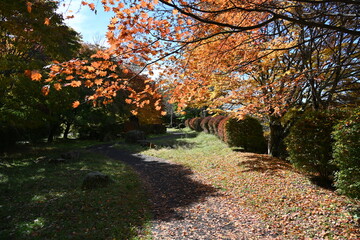 長野県の蓼科湖畔の秋の紅葉の散策路の風景