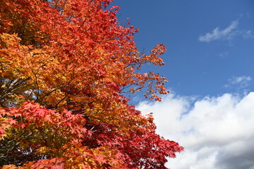長野県の蓼科湖畔にある秋色に染まった木々と青空と雲の風景