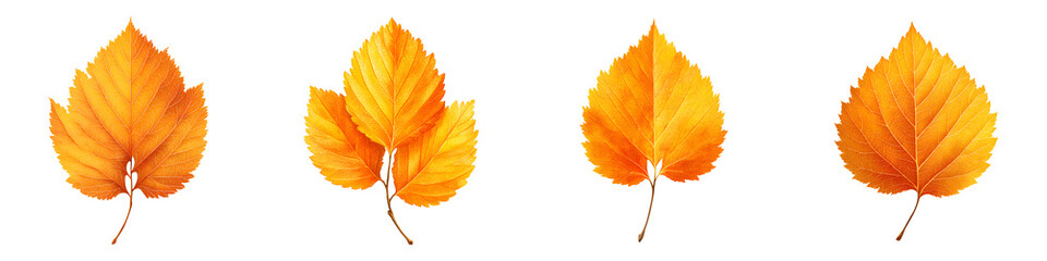 Autumn Leaves Collection: Vibrant Fall Foliage on White