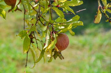 Türkiye, Side, August 25, 2025,  pomegranate on a tree in Side