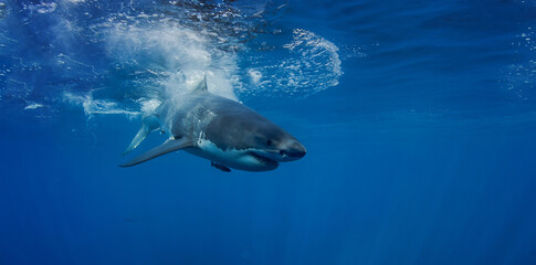 Great White Shark in clear blue ocean water, underwater shot at Mexico in Pacific ocean Isla Guadalupe