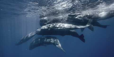 Pod of spermwhales, underwater wildlife photo