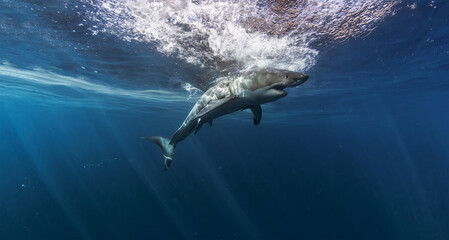 Great White Shark in clear blue ocean water, underwater shot at Mexico in Pacific ocean Isla Guadalupe