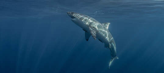 Great White Shark in clear blue ocean water, underwater shot at Mexico in Pacific ocean Isla Guadalupe
