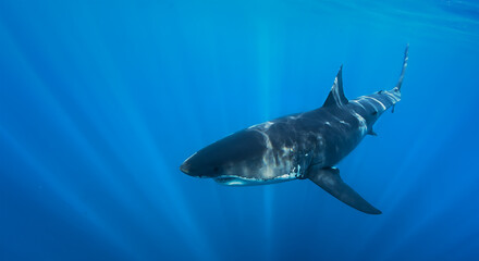 Great White Shark in clear blue ocean water, underwater shot at Mexico in Pacific ocean Isla Guadalupe