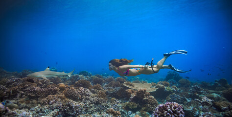 A swimmer girl following blacktip reef shark in tropical waters of Indian ocean, underwater shot