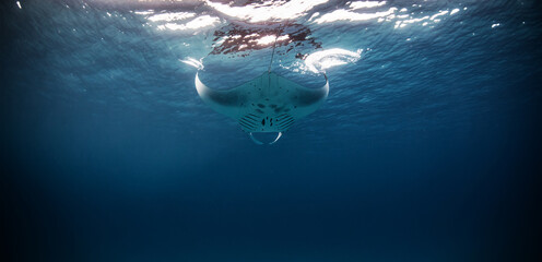 Aquatic scene of marine animal Manta ray underwater shot in Indian ocean at Maldives