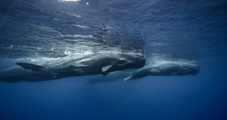 Pod of spermwhales, underwater wildlife photo