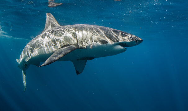 Great White Shark in clear blue ocean water, underwater shot at Mexico in Pacific ocean Isla Guadalupe