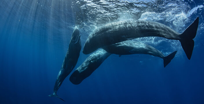 Pod of spermwhales, underwater wildlife photo
