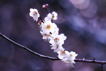 幻想的で美しい梅の花