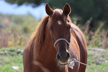 Fototapeta premium Brown horse standing High quality photo
