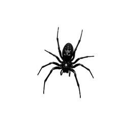 Fototapeta premium Intricate black spider with detailed markings and spindly legs crawling, perfect for Halloween or spooky season designs, evoking fear and fascination