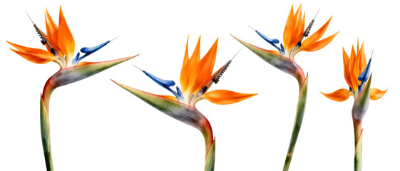 Realistic Bird of Paradise flower set with multiple bloom angles isolated on transparent background, tropical exotic floral element collection
