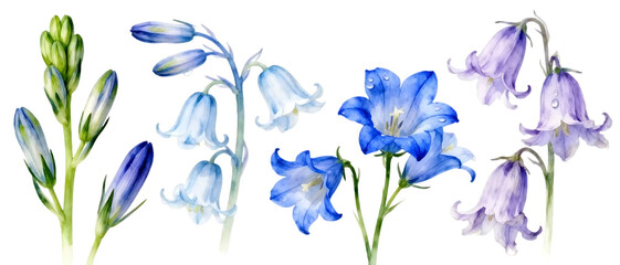 Realistic bluebell flower set with multiple bloom stages isolated on transparent background, elegant spring floral element collection
