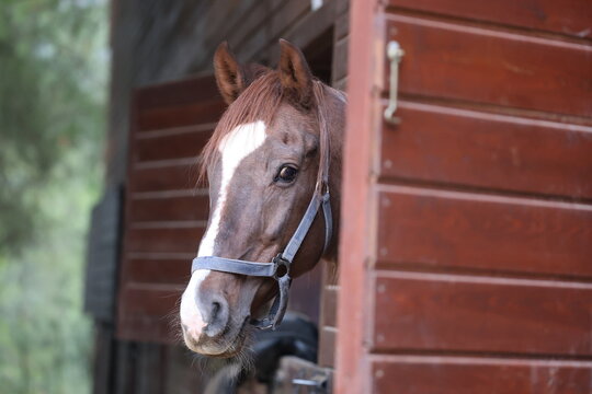 Horse stable doorway. High quality photo