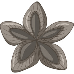 Five Petal Star Shaped Seed Pod With Subtle Gray Tones And Detailed Texture On A White Background