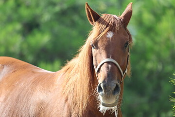 Brown horse standing High quality photo