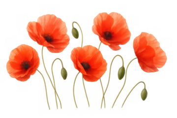 Red poppy flowers with buds and stems, isolated, creating a border or frame for spring and remembrance concepts