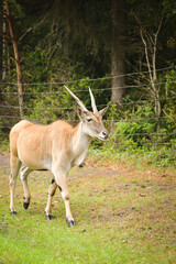 Common eland (Taurotragus oryx) walking and grazing in zoo enclosure. Large antelope species with spiral horns and tan coat, standing on green grass.