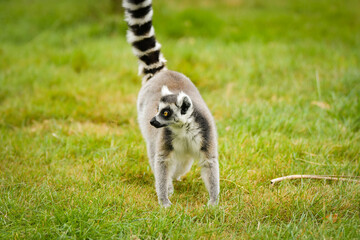 Obraz premium Ring-tailed lemur (Lemur catta) sitting and walking on green grass in a natural outdoor enclosure. Curious primate with long striped tail showing typical behavior and posture.