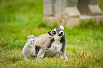 Obraz premium Ring-tailed lemur (Lemur catta) sitting and walking on green grass in a natural outdoor enclosure. Curious primate with long striped tail showing typical behavior and posture.