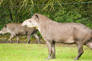 Fototapeta premium South American tapir reaching up to tree branches, side profile. 