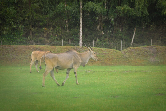 Common eland (Taurotragus oryx) walking and grazing in zoo enclosure. Large antelope species with spiral horns and tan coat, standing on green grass. - Powered by Adobe