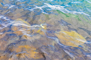 Sea turtle Turtles swim to the water surface in Brazil.