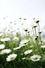 White Daisies Field In Summer