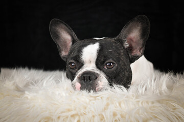 French Bulldog lying on a fluffy white rug against a black background, looking calm and relaxed.	
