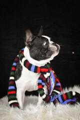 Portrait of a French Bulldog wearing a colorful striped scarf, sitting on a fluffy rug with black studio background.	
