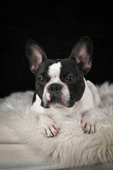 French Bulldog lying on a fluffy white rug against a black background, looking calm and relaxed.	
