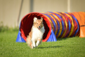 A dog running through a colorful agility tunnel during training or competition. Active pet participating in canine sport and outdoor exercise.	
