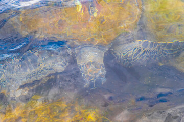 Sea turtle Turtles swim to the water surface in Brazil.