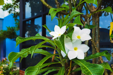 Beautiful white plumeria pudica flower bloom in home garden. Flower with elegant white petals with subtle yellow center and ornamental plant adds beauty, also known as bridal bouquet, White Frangipani