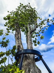 Black steel tree support enhances tree stability in outdoor landscape. Bracing preventing falling trees. Sustainable landscaping. Health and beauty of trees. Tree trunk supported by sturdy metal brace
