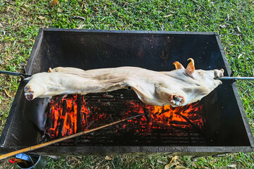 Barbecued suckling pig. Roasted suckling pig on stove. Food at party outdoors pig roast on grill. Piglet roasted on a spit, Barbecued pig. Piggy carcasses being grilled with ancient charcoal stove.