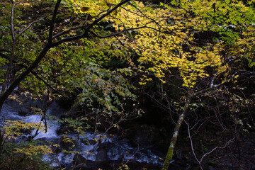 山梨県の西沢渓谷の紅葉