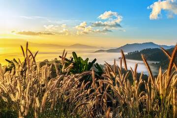 Beautiful lush green mountain and sea mist partially obscured by tall golden wild grasses in foreground. Scattered beauty of elephant grass flowers add splash of color to scene. Selective focus.