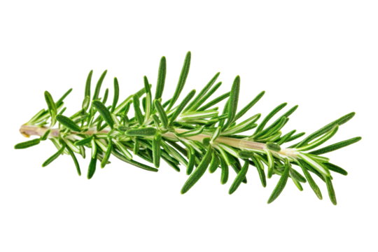 Fresh green rosemary sprig isolated on white

