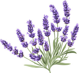 Obraz premium Cute lavender flowers. vector illustration 