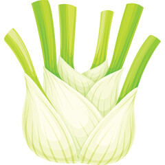 Fresh Fennel Bulb Vegetable with Green Stalks and White Layers on a Transparent Background