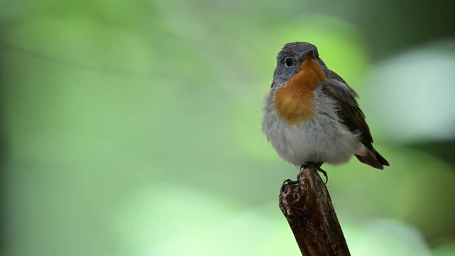 singing Red-breasted flycatcher // singender Zwergschn&auml;pper (Ficedula parva)
