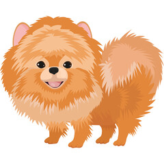 Fluffy Orange Pomeranian Dog Standing Proudly With A Happy Expression And A Bushy Tail Translucent Background